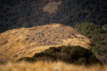 High mountain pasture full of yaks in Himalaya mountains in Nepal.
