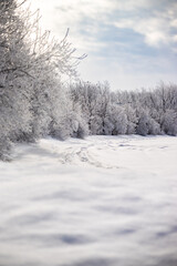 A serene winter scene featuring snow-covered ground, patches of ice, and leafless trees standing quietly in the cold.
