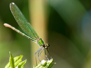 Colorful dragonfly perched on a green plant under morning sunlight in a natural setting