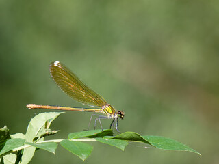Colorful dragonfly resting on green leaf in natural habitat during sunny day