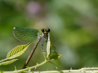 Green dragonfly resting on a leaf in a lush garden during daylight hours