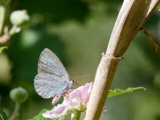 Butterfly perched on flower near a plant in a garden during daytime