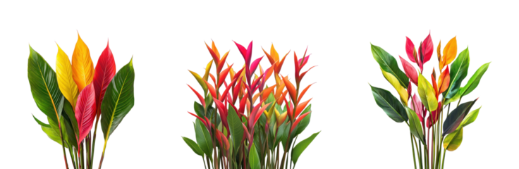 Collection of Brightly colored heliconia leaves, with their striking shapes, stand tall among the dense undergrowth. full length isolate on transparent background
