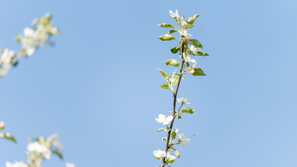 A tree branch with a few leaves and a blue sky in the background. The sky is clear and bright, and...