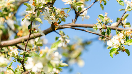A tree with white flowers is in full bloom. The sky is clear and blue, and the sun is shining brightly. The tree is full of blossoms, and the leaves are green and vibrant. The scene is peaceful