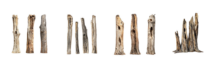 Collection of Dry snags, weathered and hollow, stand like sentinels in the forest, telling stories of seasons past. full length isolate on transparent background