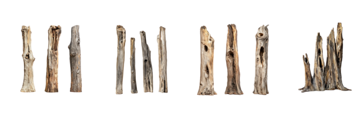 Collection of Dry snags, weathered and hollow, stand like sentinels in the forest, telling stories of seasons past. full length isolate on transparent background