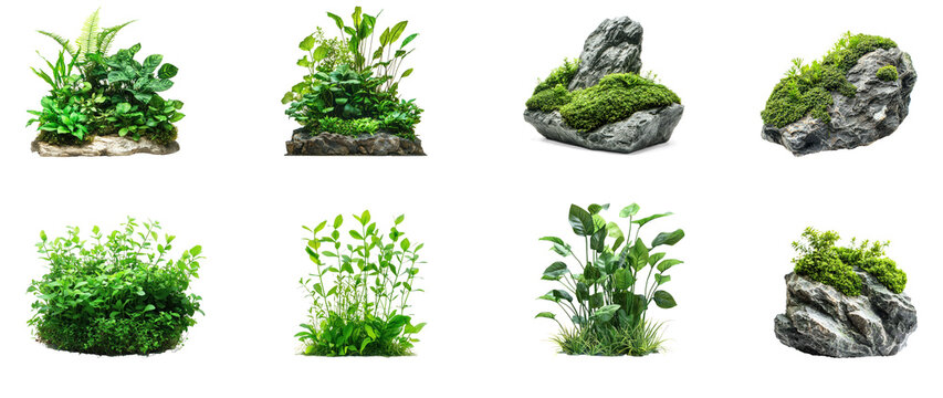 Collection of Real aquatic plants, like Java ferns and anubias, thriving in the tank, creating a jungle-like atmosphere. full length isolate on transparent background
