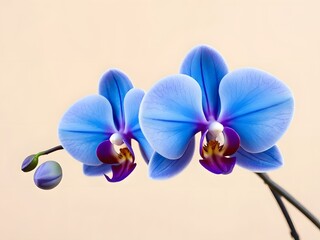 Blue purple orchid on white background