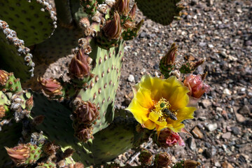 A bee collects nectar from a Blind Prickly Pear cactus flower. Opuntia rufida is a species of prickly pear cactus native to southwestern Texas and northern Mexico, where it grows on rocky slopes.
