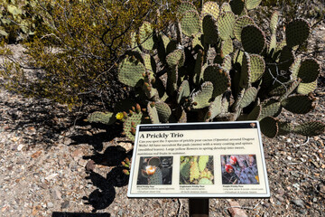 A sign informing about three types of cacti growing in the Chihuahuan desert. Big Bend National...
