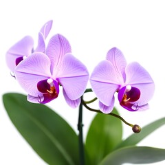  Soft Lavender Phalaenopsis Orchids with Bud and Green Leaves with white background