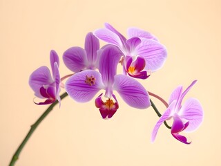 Vibrant Pink Orchid Spray on Cream Background