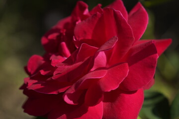 red valentine rose
