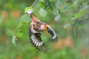 A male hawfinch, Coccothraustes coccothraustes, the bird starts flying with spread wings, the white wing bars are striking in flight, Germany 