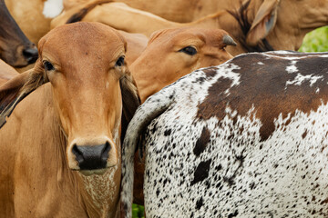 Group of Young Brahman Cows in Natural Farmland Setting