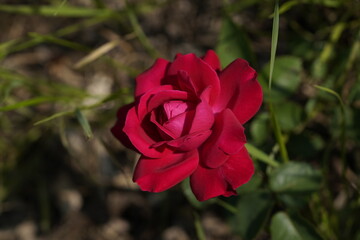 red valentine rose