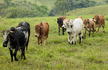 Free-Range Cattle Roaming on Natural Farmland