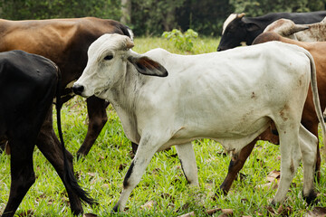 White Brahman Calf Walking in Tropical Pasture with Herd