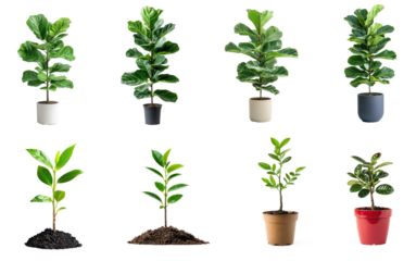 Collection of fiddle leaf fig plant, a symbol of lush indoor elegance. full length isolate on transparent background