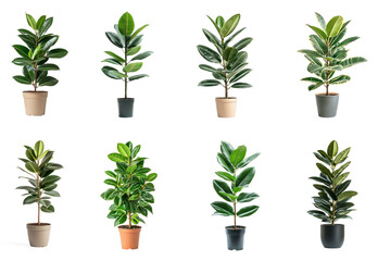 Fototapeta premium Collection of rubber plant resilience makes it easy to care for, even for beginners. full length isolate on transparent background