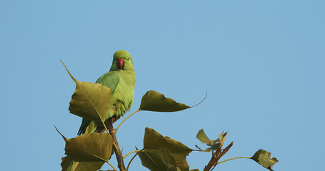 Agra, Uttar Pradesh, India. Motion Rose-ringed Parakeet Siting On Tree Branch. Sittacula Krameri,...