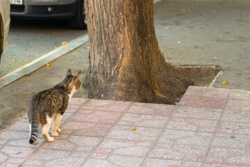 Beautiful cat walking around the city alone in summer. High quality photo