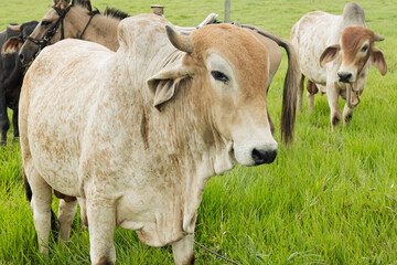 Colombian Livestock in the Verdant Caquetá Countryside