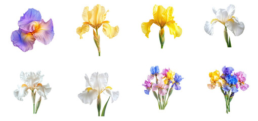 Collection of iris petal, soft and velvety to the touch. full length isolate on transparent background