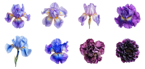 Collection of iris bloom, opening to reveal its layered petals. full length isolate on transparent background