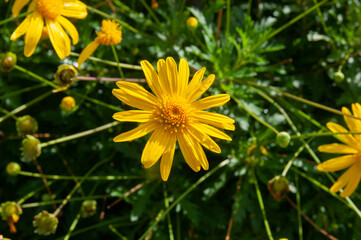 Fototapeta premium Yellow Euryops Pectinatus in Deropolis Albania