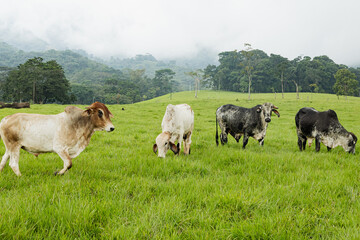 Rural Idyllic Scene: Colombian Cows in Caquetá Landscape
