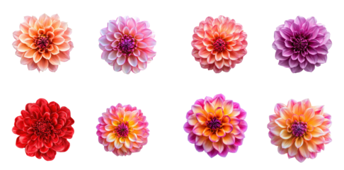 Collection of dahlia bloom, large and full of petals. full length isolate on transparent background