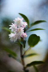Delicate Pink and White Deutzia Blossoms.