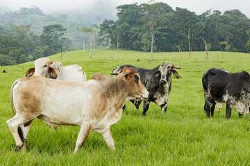 Colombian Cattle Grazing in Misty Caquetá Foothills