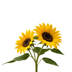 Obraz premium sunflower isolated on white background