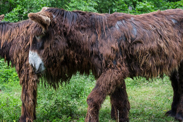 Poitou donkey also known as "Baudet do Poitous", One of world's oldsest and most distinctive donkey breeds.. equus asinus