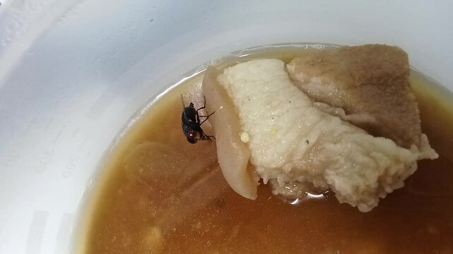A Calliphora vomitoria is on food (blue bottle fly)