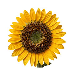 Obraz premium sunflower isolated on white background