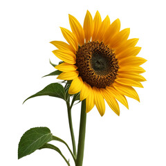 Obraz premium sunflower isolated on white background