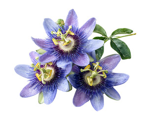 Exotic passionflower blooms with intricate floral detail