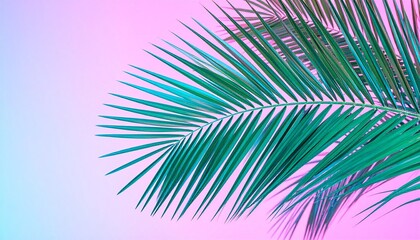 palm tree background