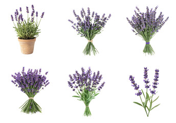 Obraz premium Collection of lavender plant, thriving in the warm sun. full length isolate on transparent background