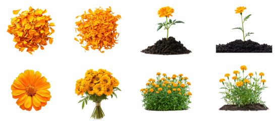 Collection of handful of marigold petals, soft and fragrant. full length isolate on transparent background