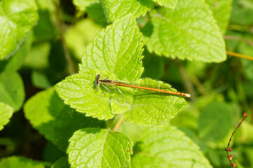 Orange Featherleg, Platycnemis acutipennis on mint leaves. Family white-legged damselflies,...