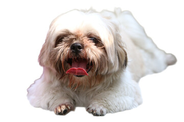 Fluffy white shih tzu dog panting, cute pet photography suitable for pet blogs, veterinary clinics and animal lover websites.