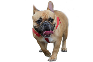 Cute fawn French Bulldog dog with red harness, perfect for pet accessory brand promotion or animal themed design, social media post.