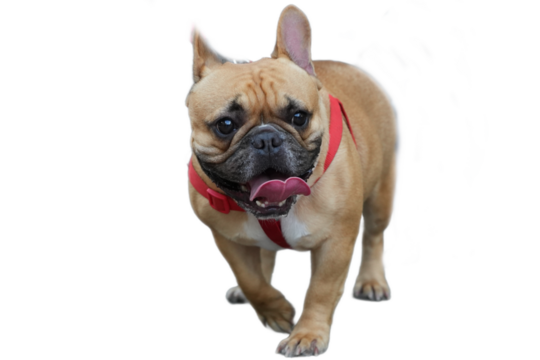 Cute fawn French Bulldog dog with red harness, perfect for pet accessory brand promotion or animal themed design, social media post.