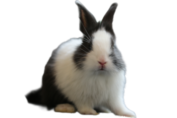 Cute little black and white bunny, perfect for animal themed designs, Easter projects, and children's book illustrations. A soft and adorable bunny.