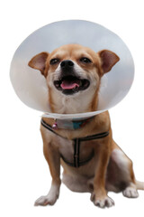 Cute Chihuahua in cone after surgery, perfect for veterinary clinics, pet grooming services and pet health publications.